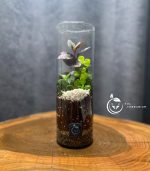 گیاه طبیعی تراریوم مدل استوانه ای سل تراریوم - Image 4