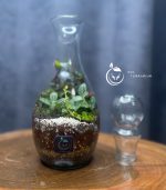 گیاه طبیعی تراریوم مدل بطری فرانسه سل تراریوم - Image 3