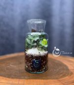 گیاه طبیعی تراریوم مدل آزمایشگاهی سل تراریوم - Image 4