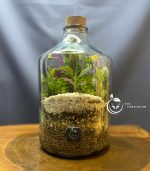 گیاه طبیعی تراریوم مدل چوب پنبه راین سل تراریوم - Image 4