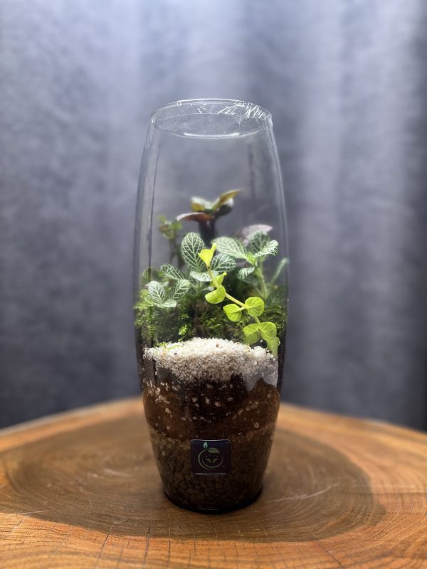خمره ای - تصویر 1