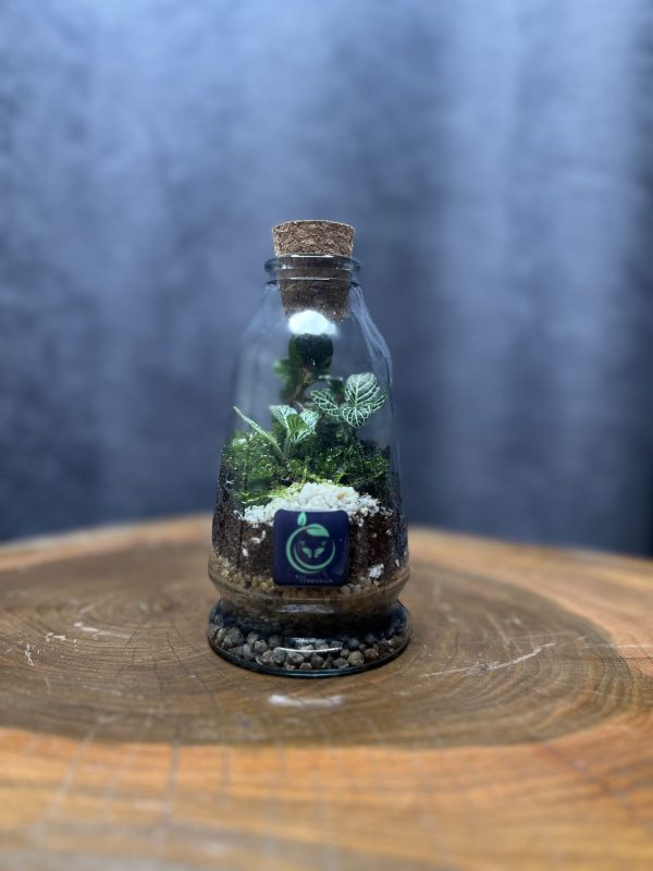 چوب پنبه مخروطی - تصویر 1