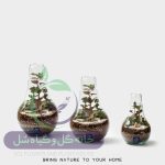 گیاه طبیعی تراریوم مدل لامپی سل تراریوم