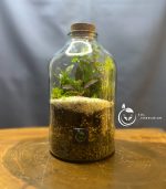 گیاه طبیعی تراریوم مدل چوب پنبه راین سل تراریوم - Image 5