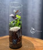گیاه طبیعی تراریوم مدل استوانه ای سل تراریوم - Image 5