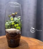 تراریوم مدل خمره ای سل تراریوم - Image 4