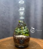 گیاه طبیعی تراریوم مدل بطری فرانسه سل تراریوم - Image 4