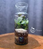 گیاه طبیعی تراریوم مدل آزمایشگاهی سل تراریوم - Image 5