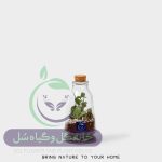 گیاه طبیعی تراریوم مدل چوب پنبه مخروطی سل تراریوم
