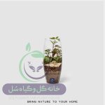 گیاه طبیعی تراریوم مدل خمره ای سل تراریوم
