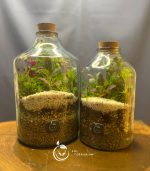 گیاه طبیعی تراریوم مدل چوب پنبه راین سل تراریوم - Image 6