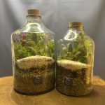 چوب پنبه راین