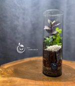 گیاه طبیعی تراریوم مدل استوانه ای سل تراریوم - Image 6