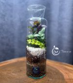 گیاه طبیعی تراریوم مدل آزمایشگاهی سل تراریوم - Image 6