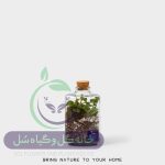 گیاه طبیعی تراریوم مدل چوب پنبه سه وجهی سل تراریوم