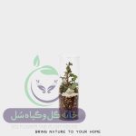 گیاه طبیعی تراریوم مدل استوانه ای سل تراریوم - Image 2