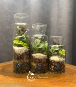 گیاه طبیعی تراریوم مدل آزمایشگاهی سل تراریوم - Image 7