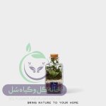 تراریوم مدل چوب پنبه چهار وجهی سل تراریوم