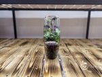 تراریوم مدل خمره ای سل تراریوم - Image 2