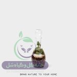 گیاه طبیعی تراریوم مدل بطری فرانسه سل تراریوم