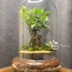 دوشیشه بنسای