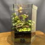 شش ضلعی در دار