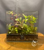 تراریوم مدل کتابی نشسته سل تراریوم - Image 3