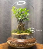 تراریوم مدل دوشیشه بنسای سل تراریوم - Image 2