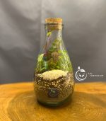 گیاه طبیعی تراریوم مدل چوب پنبه آمازون سل تراریوم - Image 3