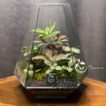 ویکتوریا سر کج