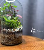 گیاه طبیعی تراریوم مدل راین سل تراریوم - Image 4