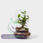 گیاه طبیعی تراریوم مدل دوشیشه بنسای سل تراریوم