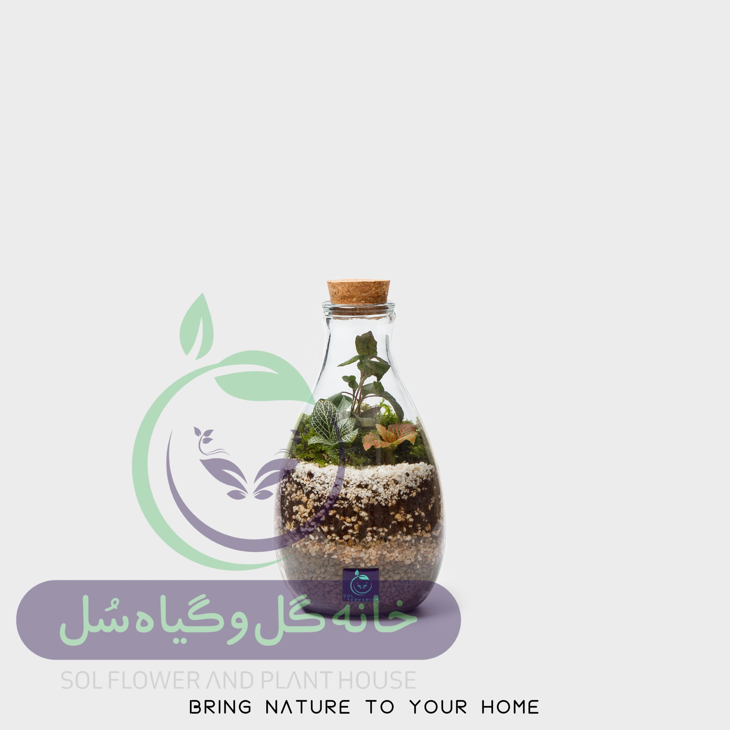 12 logo گیاه طبیعی تراریوم مدل چوب پنبه آمازون سل تراریوم - Image 1