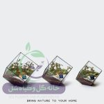گیاه طبیعی تراریوم مدل مربع سر کج سل تراریوم