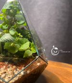 تراریوم مدل الماسی ایستاده سل تراریوم - Image 4
