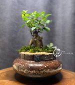 تراریوم مدل دوشیشه بنسای سل تراریوم - Image 4
