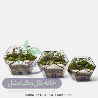 گیاه طبیعی تراریوم مدل توپک سل تراریوم