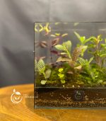 تراریوم مدل کتابی نشسته سل تراریوم - Image 5