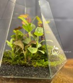 تراریوم مدل ویکتوریا سرصاف سل تراریوم - Image 5