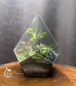 تراریوم مدل الماسی ایستاده سل تراریوم - Image 7