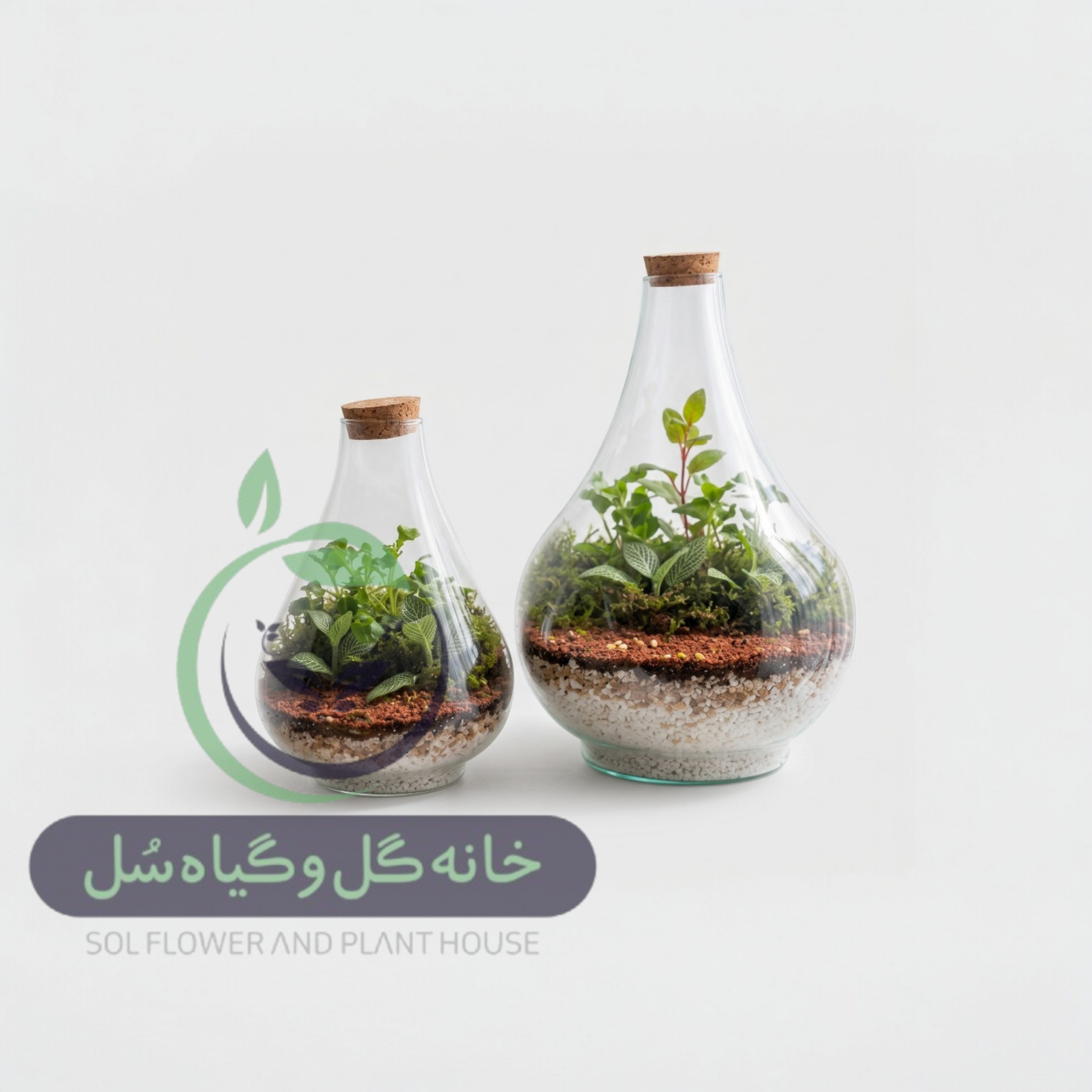 تراریوم مدل طاووسی سل تراریوم